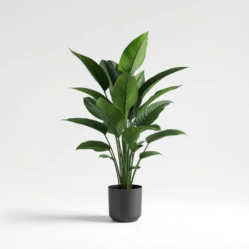 Kamerplant